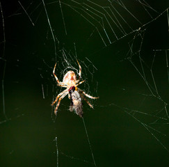 spider at night. close-up