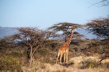 giraffe