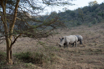 Fototapeta na wymiar rhino