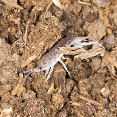 beetle wood louse in nature