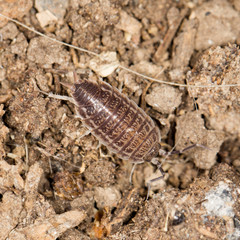 beetle wood louse in nature