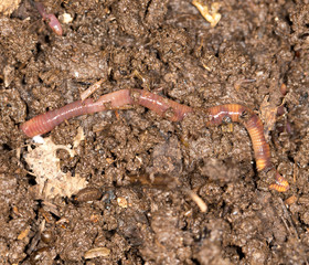 red worm manure