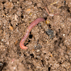 red worm manure