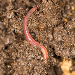 red worm manure