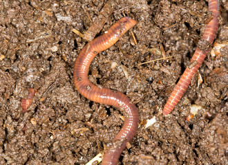 red worm manure