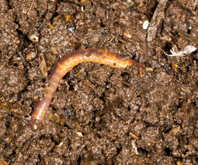 red worm manure