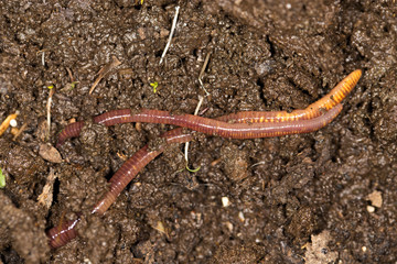 red worm manure