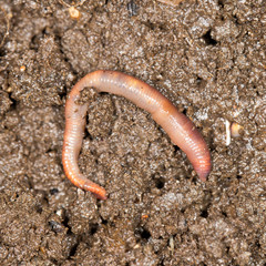 red worm manure
