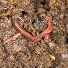 red worm manure