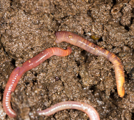 red worm manure