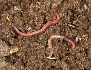red worm manure © schankz