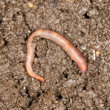 red worm manure