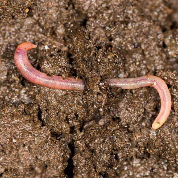 red worm manure