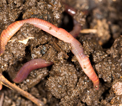 red worm manure