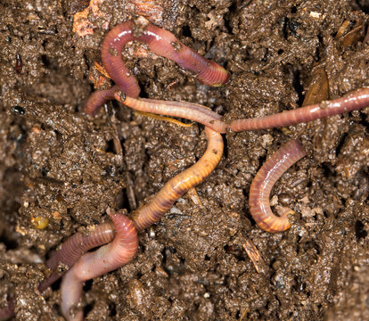 red worm manure