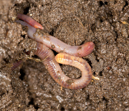 red worm manure