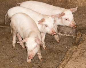 Fototapeta na wymiar pigs on the farm