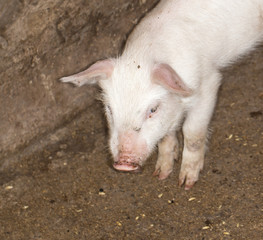 piglet on a farm