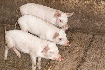 Obraz na płótnie Canvas pigs on the farm