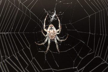 spider on a web