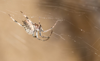 spider on a web
