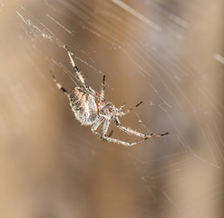 spider on a web