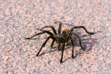 Venomous spider