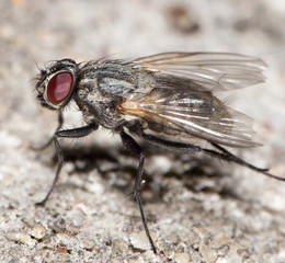 fly. close-up