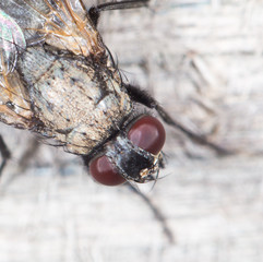 fly. close-up