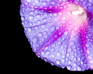 Water drop on blue petals, super macro shot with shallow depth o