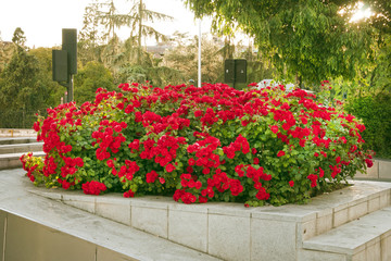 flowers on the street in Spain