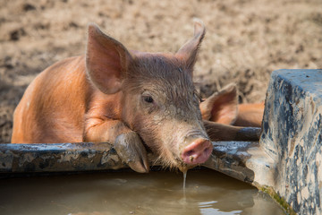 Baby pig drinking water