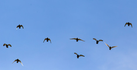 A flock of birds in the blue sky