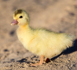 little duckling in nature