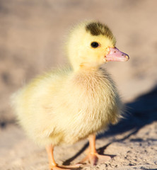 little duckling in nature