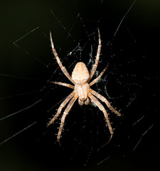 spider on the web at night