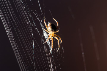 spider on the web at night