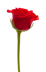 red roses isolated on white