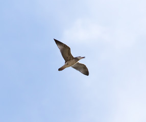 seagull flying in the sky