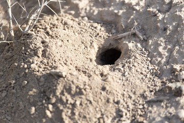hole insect. close-up