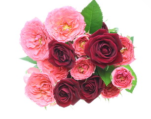 Fototapeta premium 薔薇