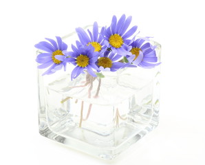 ブルーデイジー