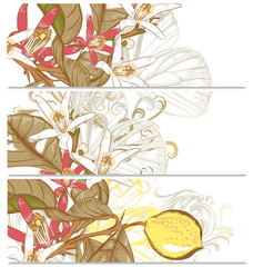 Backgrounds set with lemon flowers