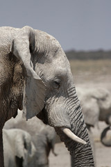 Elefant im Etosha-Nationalpark, Namibia
