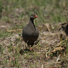 Rotschnabelfrankolin (Pternistes adspersus) im Okavango Delta