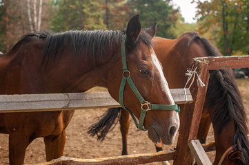 Two brown horses nuzzling each other across a rustic wooden fenc