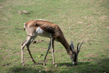 gazelle thomson