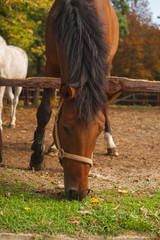 Group of young horses on the pasture