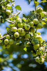 Green apples on the tree