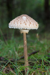 Mushroom